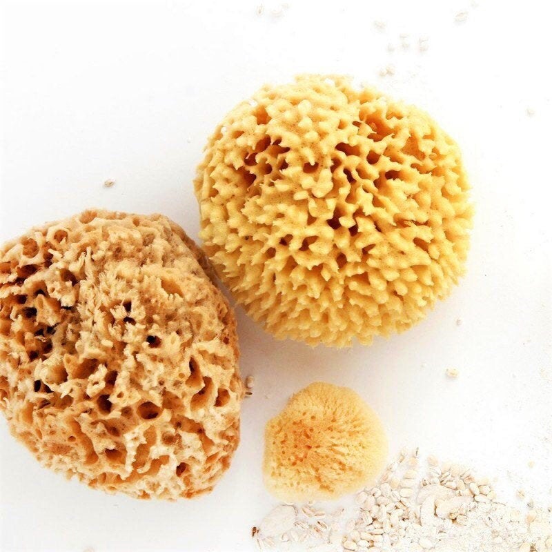 Éponge de mer naturelle, alternative sans plastique